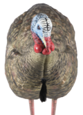 Avian X LCD Half-Strut Jake Turkey Decoy